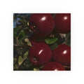 Dark Red Apple Orchard