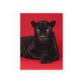 Black Panther on an Red Background