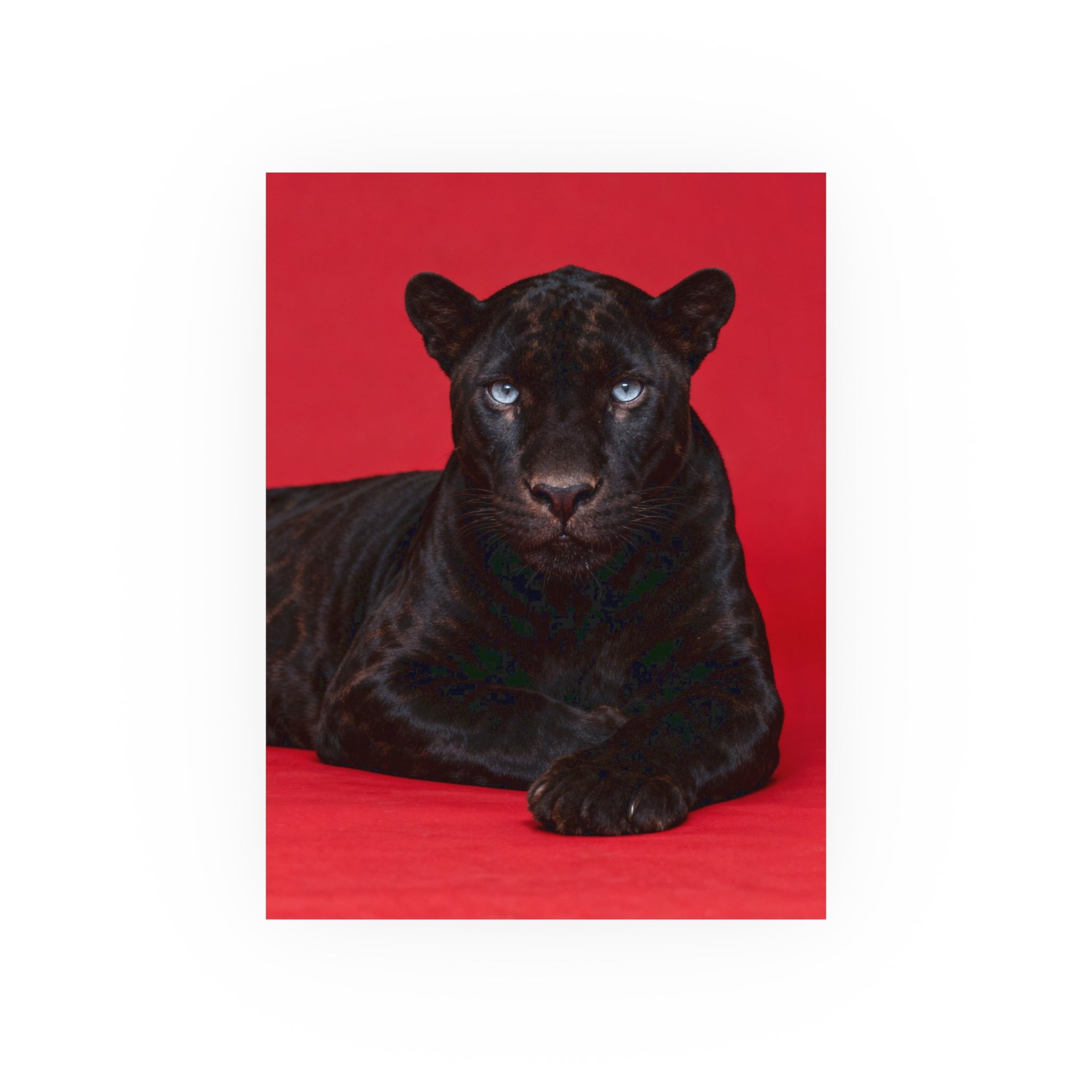 Black Panther on an Red Background